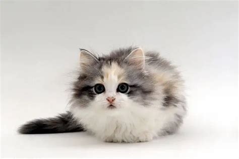 smallest domestic cat breeds ranked