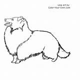 Coloring Sheepdog Shetland Pages Dog Sheltie Drawings 34kb 500px sketch template