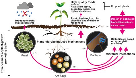 plants  full text management  rhizosphere microbiota