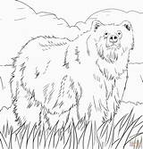 Coloring Bear Pages Alaska Grizzly Printable Woodland Bears Alaskan Print Color Animals Supercoloring Animal Creature Colorings Adult Berenstain Book Halloween sketch template