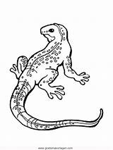 Varano Lagartixa Waran Animali Reptiles Lagarto Serpenti Anfibios Ausmalen Gratismalvorlagen sketch template