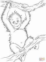 Coloring Orangutan Baby Pages Cute Animals Printable Supercoloring Animal Color Drawing Drawings Orangutans Popular Results Super Babies sketch template