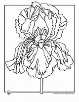 Iris Coloring Flower Pages Printable Print Pages1 Gif Flowers Color Printer Send Button Special Only Use Click Jr Woojr Kids sketch template