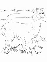Alpaca Coloring Pages Drawing Draw Alpacas Pasture Llama Printable Cute Animal Sheets Backgrounds Suggest Days These Choose Board sketch template