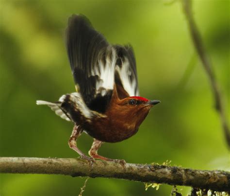 Fastest Wings On Earth Show Extremes Of Sexual Selection