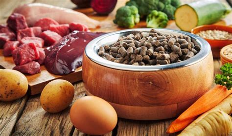 healthy pet food itchy dog solutions