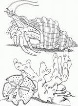Crab Coloring Hermit Horseshoe Hermite Kolorowanki Zeichnung Pustelnik Ozean Corail épinglé Sen Hoa Nguyen Thi Einsiedlerkrebs Meeresboden Supercoloring Seashell Malvorlagen sketch template