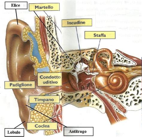 neuroanatomia dellorecchio esterno