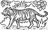 Tiger Coloring Pages Printable Template Color Print Getcolorings Getdrawings sketch template