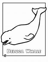Beluga Whale Coloring Pages Endangered Whales Color Animals Kids Printable Drawing Animal Sheet Print Colouring Animalstown Cliparts Ocean Drawings Activities sketch template