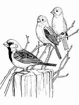Coloring Pages Sparrow Birds Sparrows Print Color Recommended sketch template