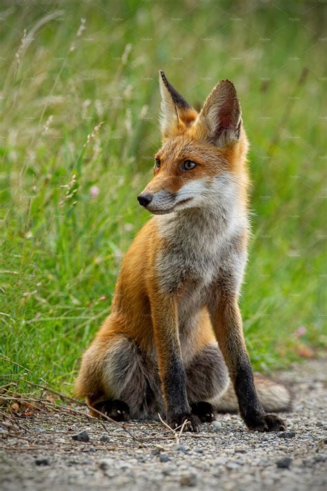 detail  young red fox sitting  featuring red fox vulpes vulpes