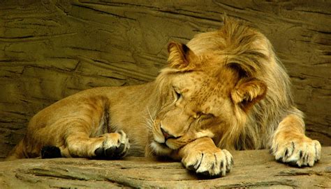 king   jungle sleeping  stock photo public domain pictures
