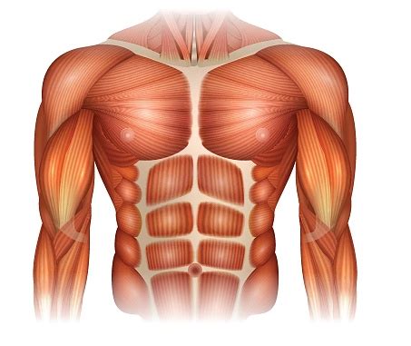muscles   chest stock illustration  image  istock
