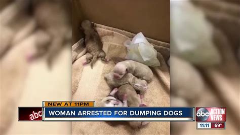 woman arrested after puppies dumped in trash at coachella