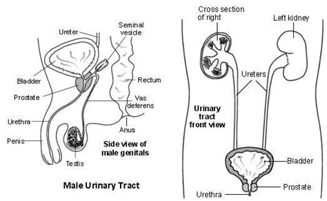Urine Infection In Men Health Patient