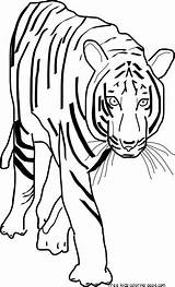 Printable Bengal Harimau Tigger Openclipart Feline Clipground Kartun Putih Hitam Pixabay Clipartbest Needpix 4vector Freekidscoloringpage Losoya sketch template