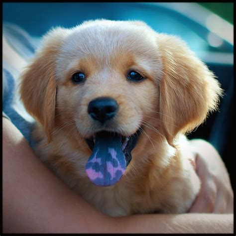 purebred dog   spotted tongue puppy  training