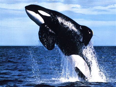 world animal beauti  funny killer whale