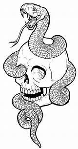 Snake Skull Drawing Drawings Rose Clipartmag Paintingvalley sketch template