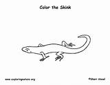 Skink Lizard Designlooter 15kb 612px sketch template