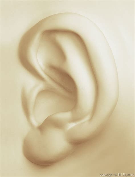 human ear