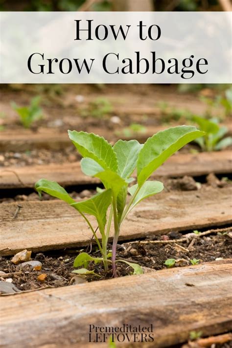 tips  growing cabbage   garden