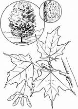 Maple Tree Sugar Coloring Pages Leaf Drawing Printable Trees Identification Sugaring Color Choose Tattoo Board sketch template