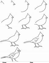 Easy Cardinal Birds Drawings Desenezi Invata Faciles Beginners Croquis Planse Colorat Vorlagen Sombra Glasritzen Mouton Oiseau Zeichnen Fugl sketch template