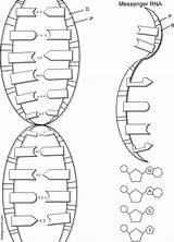 Biologycorner Helix Rna sketch template
