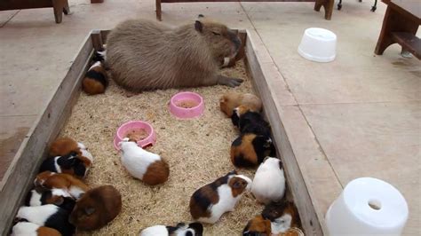 Sex pets pigs