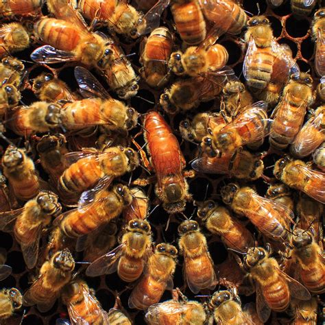 queen bee rob dose landscape  portrait photography perth