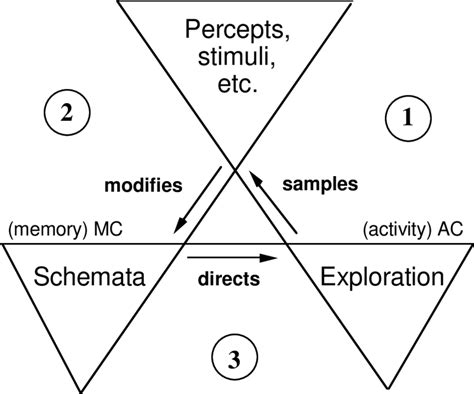 complete perceptual cycle neisser   scientific diagram