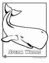 Endangered Whale Sperm Rainforest sketch template