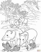 Coloring Pages Wild Pigs Javelina Pig Peccaries Hog Printable Supercoloring Desert Peccary Boar Color Colouring Drawing Adult Animal Sheets Getcolorings sketch template