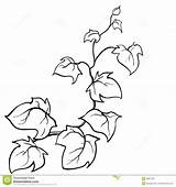 Vine Vines Drawing Coloring Plant Ivy Pages Line Clipart Disegno Flowers Creeping Leaf Jungle Pumpkin Sketch Vector Edera Drawn Drawings sketch template
