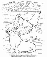 Animals Antarctic Colouring Lions Seal Dover Dolphin Mammals Artic Polar Antartic Habitat Doverpublications sketch template