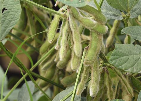 soybean growers wait  trade war mississippi state university extension service
