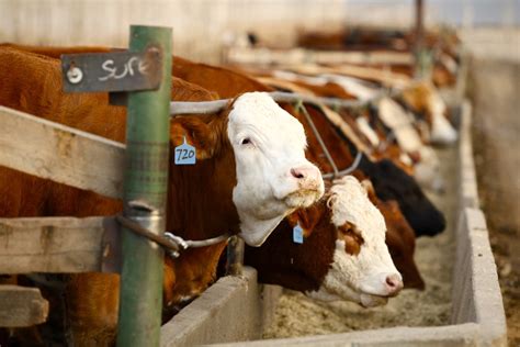 livestock  cattle climb    month peak  rising cash market grainews