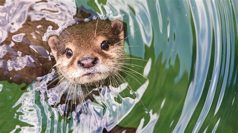 Florida Woman Attacked By ‘aggressive Otter Says Severe Bites Left