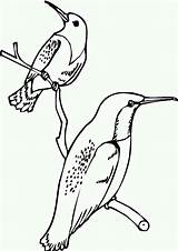 Hummingbirds Rufous Branch Coloring Tree sketch template