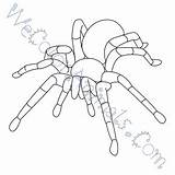 Tarantula Coloring Draw Pages Click sketch template
