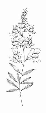 Snapdragon Drawing Flower Snapdragons Coloring Sketch Drawings Tattoo Illustration Dragon Snap Tattoos Flowers Botanical Paintingvalley Designlooter Grow Final Chest 580px sketch template