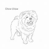 Chow Dog Drawing Breeds Breed Sketch Drawings List Pages Colouring Line Coloring Choose Board Draw Inu Shiba sketch template