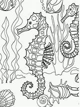 Coloring Underwater Pages Adult Seahorse Popular sketch template