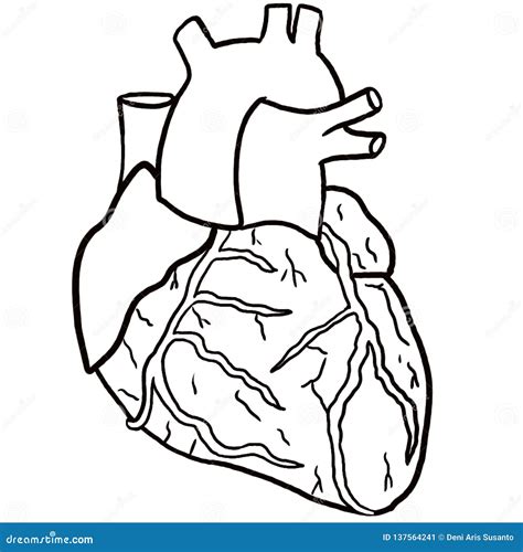 anatomical heart coloring page stock illustration illustration