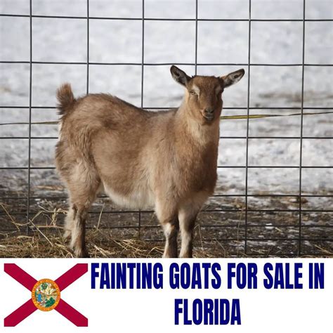 fainting goats  sale  florida current directory  fainting goat breeders  florida