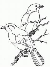 Kolorowanki Ptaki Druku Szpak Ptakami Darmowe Wilga sketch template