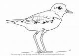 Plover Drawing Birds Lesser Sand Draw Step Feel Do sketch template