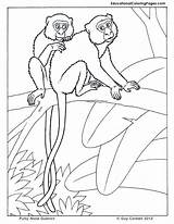 Coloring Pages Trees Kids Animal Animals Guenon Book Colouringpages Au Faced Tree Jungle Colouring Two sketch template